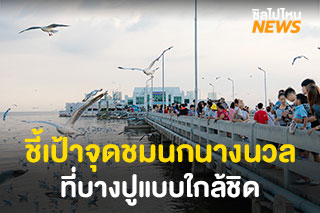 ชี้เป้าจุดชมนกนางนวลที่บางปูแบบใกล้ชิด อพยพฝูงใหญ่นับหมื่นตัว