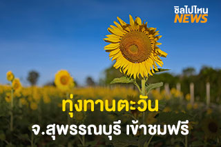 บานแล้ว! ทุ่งทานตะวันเมืองโบราณอู่ทอง จ.สุพรรณบุรี เข้าชมฟรี