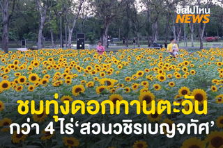 ชมทุ่งทานตะวันกลางกรุง ที่ ‘สวนวชิรเบญจทัศ’ เหลืองอร่ามกว่า 3 หมื่นต้น