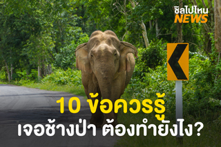 นักท่องเที่ยวควรรู้! 10 ข้อแนะนำในการปฏิบัติตน หากเจอช้างป่าหากินบนถนน 