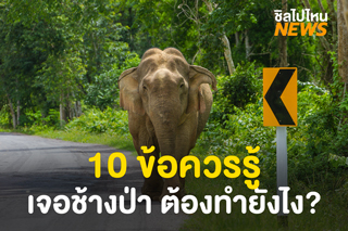 นักท่องเที่ยวควรรู้! 10 ข้อแนะนำในการปฏิบัติตน หากเจอช้างป่าหากินบนถนน