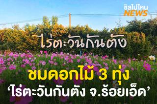 เที่ยวสวนดอกไม้ ‘ไร่ตะวันกันตัง’ จ.ร้อยเอ็ด เข้าชมฟรี 5 ธ.ค. 63 - 17 ม.ค. 64