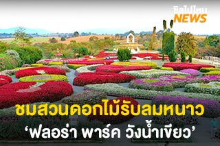 ชมสวนดอกไม้รับลมหนาว ‘ฟลอร่า พาร์ค วังน้ำเขียว’ บานสะพรั่งพร้อมรับนักท่องเที่ยว