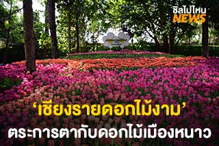 หนาวนี้ชวนเที่ยวงาน ‘เชียงรายดอกไม้งาม’ ตระการตากับดอกไม้นับล้านดอก