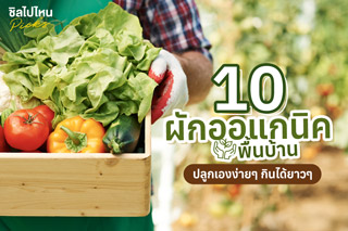 10 ผักออแกนิคพื้นบ้านปลูกเองง่ายๆ กินได้ยาวๆ