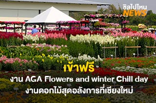 เข้าชมฟรี งาน AGA Flowers and winter Chill day งานดอกไม้สุดอลังการที่เชียงใหม่
