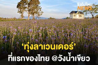 ชวนไปวิ่งเล่นใน ‘ทุ่งลาเวนเดอร์’ แห่งแรกของเมืองไทย @วังน้ำเขียว