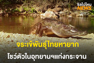 แก่งกระจาน โชว์ภาพ จระเข้น้ำจืด สายพันธุ์ไทย ใกล้สูญพันธุ์