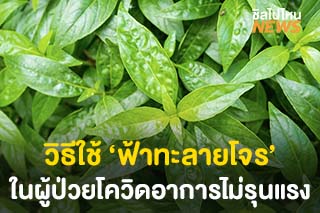 เปิดข้อแนะนำวิธีใช้ ‘ฟ้าทะลายโจร’ ในผู้ป่วยโควิดอาการไม่รุนแรง