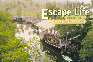 Escape Life Koh Kood ที่พักติดป่าโกงกาง บรรยากาศฟีลกู๊ดใจกลางเกาะกูด 