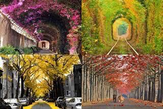 15 ถนนสวยของโลกที่ปกคลุมด้วยต้นไม้และดอกไม้