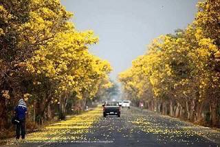 ปิดตำนานถนนสายดอกไม้เมืองสุพรรณฯ หลังต้นไม้ถูกเผายาวกว่า 30 กม.