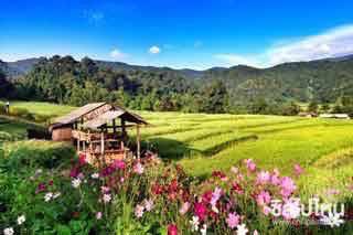 เดินเล่นนาขั้นบันไดแม่กลางหลวง เชียงใหม่แล้วไปชมความสวยงามบนดอยหัวเสือ