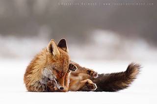 ตามไปดู 13 ภาพน่ารักของสุนัขจิ้งจอกที่พวกมันกำลังแฮปปี้แบบสุดๆกัน