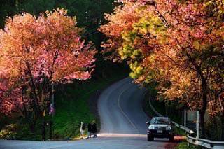 สัมผัสลมหนาว ชมดอกนางพญาเสือโคร่ง เที่ยวสถานีเกษตรดอยอ่างขาง