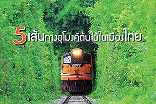 5 เส้นทางอุโมงค์ต้นไม้ในเมืองไทย สวยน่าไปไม่แพ้เมืองนอก