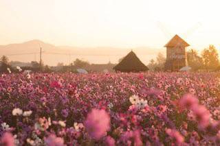 สวยไม่แพ้ฮอลแลนด์!! หนาวนี้ไปเที่ยวเมืองแกน อ.แม่แตง จ.เชียงใหม่ ชมทุ่งดอกคอสมอสนับล้านต้น