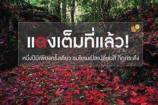 แดงเต็มที่แล้ว ... หนึ่งปีมีเพียงครั้งเดียว ชมใบเมเปิลเปลี่ยนสี ที่ภูกระดึง