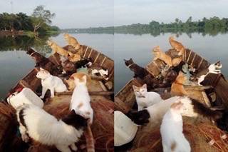 ทาสแมวทั้งหลายมาดูความน่ารักกับ แก๊งค์แมวประมง ลงเรือไปหาปลากัน