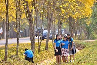 บานแล้วนะรู้ยัง ? ฤดูกาลดอกเหลืองอินเดียบานสะพรั่ง เหลืองอร่ามสองข้างทางที่เชียงราย
