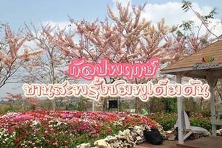 ชวนไปเซลฟี่กับดอกกัลปพฤกษ์สีชมพูที่กำลังบานเต็มต้น ณ วังน้ำเขียว