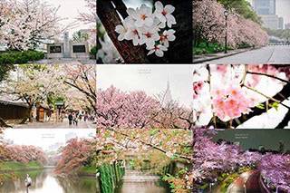 รีวิว : Sakura Hunter 1 Day in Tokyo 2015 (After Full Bloom สมหวังบ้าง ผิดหวังบ้าง ปนๆกันไป)