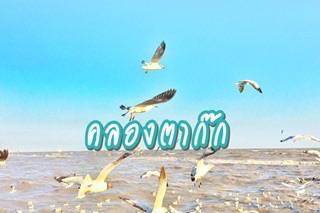 เที่ยวใกล้กรุง : ขับรถไปเที่ยว ' คลองตาก๊ก ' ถ่ายรูปกับนกกันมั้ย..