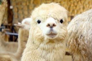 อัลปาก้าฮิลล์ (Alpaca Hill) ชมสัตว์น่ารักหายาก อัลปาก้า ที่สวนผึ้ง