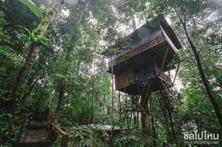 นอนกลางดิน ฟินกลางป่าบน 'บ้านต้นไม้' Treetop Explorer Laos