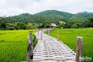 'โขกู้โส่' สะพานไม้ไผ่กลางทุ่งนาสีเขียว เที่ยวปายครั้งนี้ได้ทั้งบุญ ฟินทั้งวิว